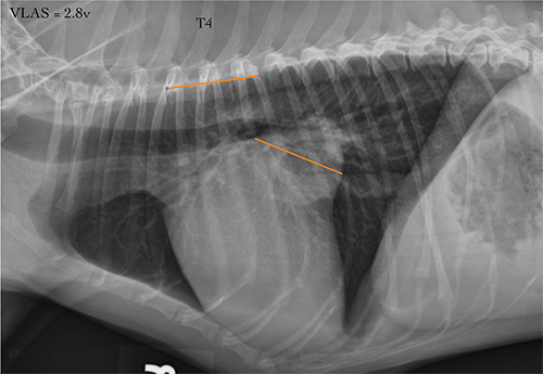 Evaluating the Heart Size on Radiographs Veterinary Medicine at Illinois