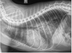 Evaluating the Heart Size on Radiographs - Veterinary Medicine at Illinois