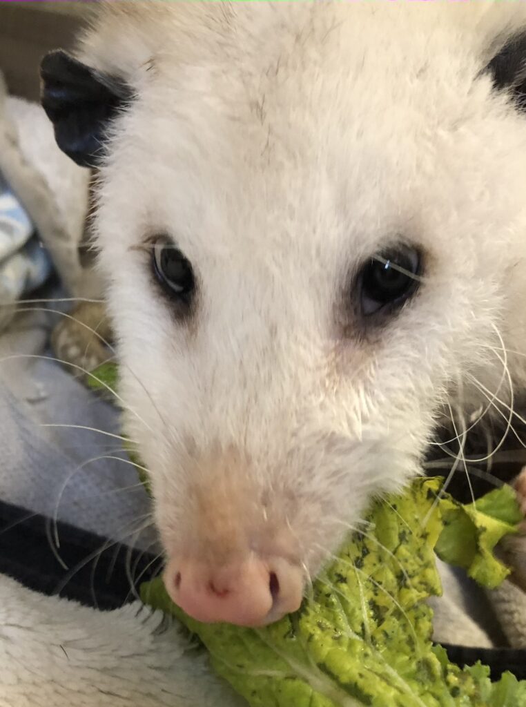 Virginia opossum eating kale 