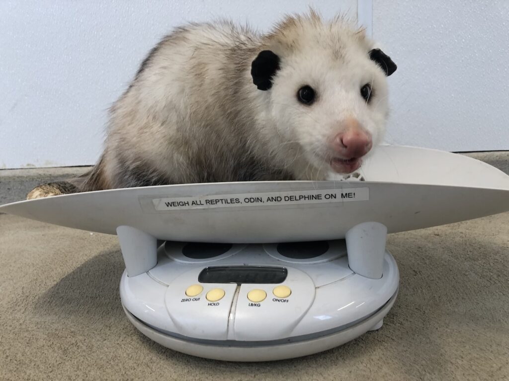 Virginia opossum, Patty, on scale 