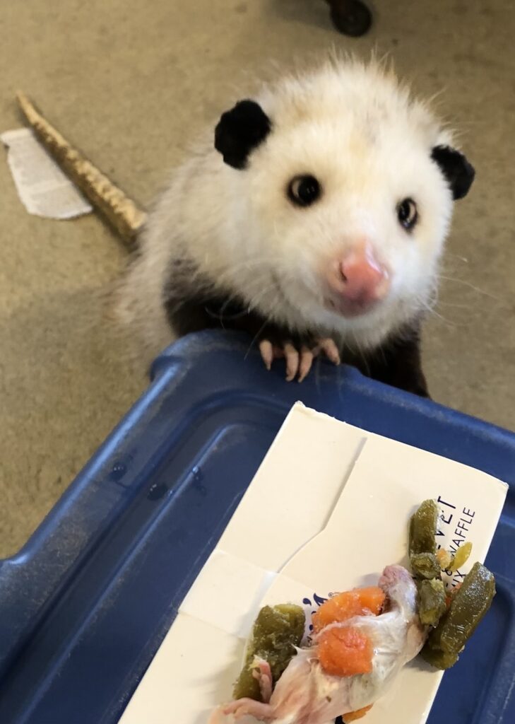 Virginia opossum with food 
