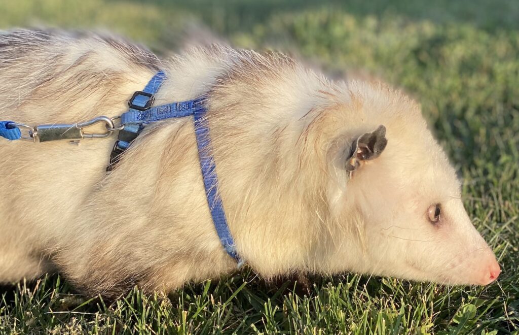 Virginia opossum in harness with leash in grass