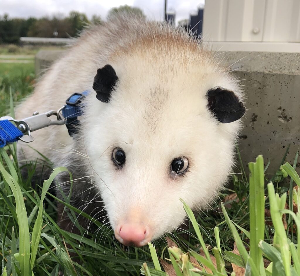Virginia opossum with leash in grass 