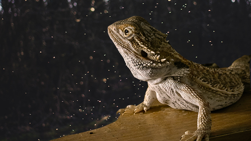 [bearded dragon looks at night sky]