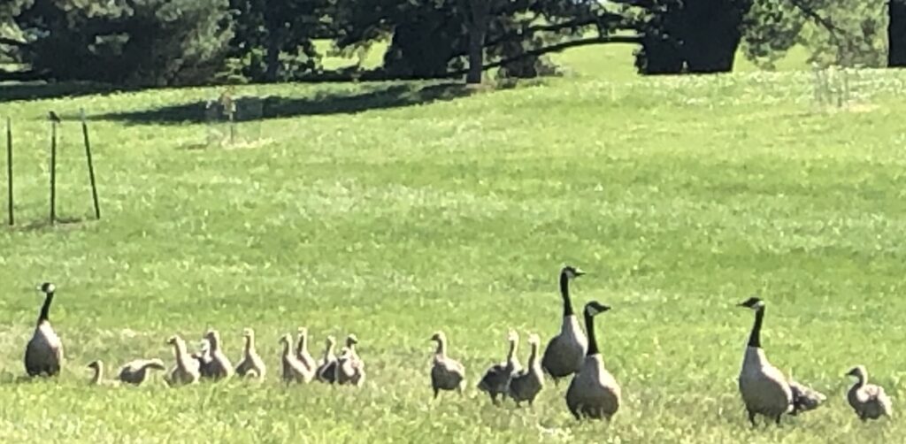 Happy Goose Day from the Wildlife Medical Clinic at the University of  Illinois - Veterinary Medicine at Illinois