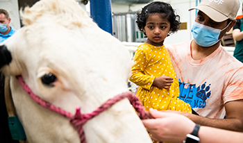Young girl held by man looks at a cow up close.
