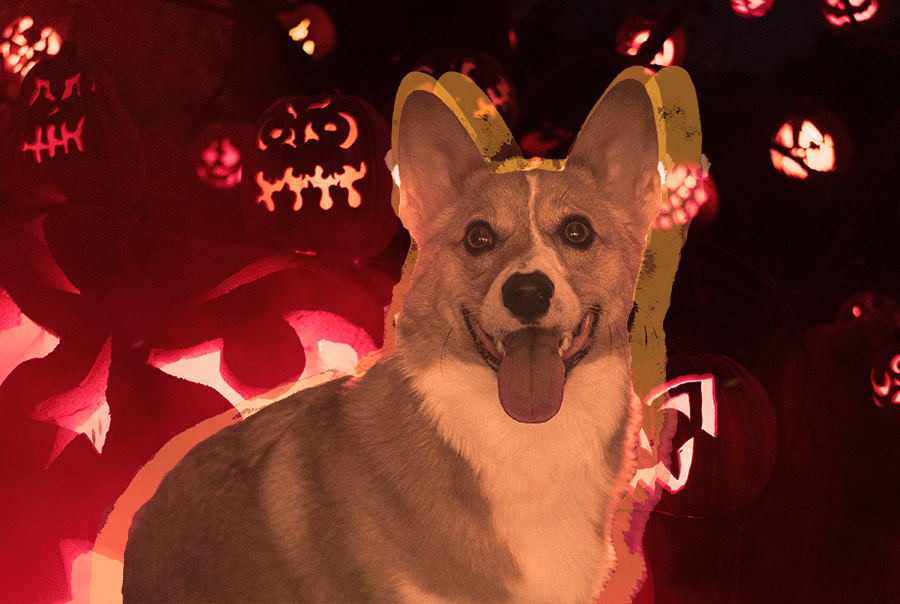 spooky dog on Halloween