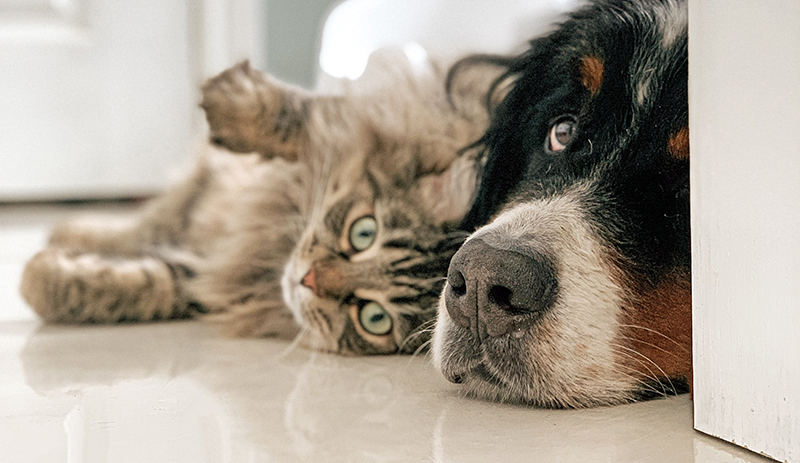cat and dog lying on kitchen floor
