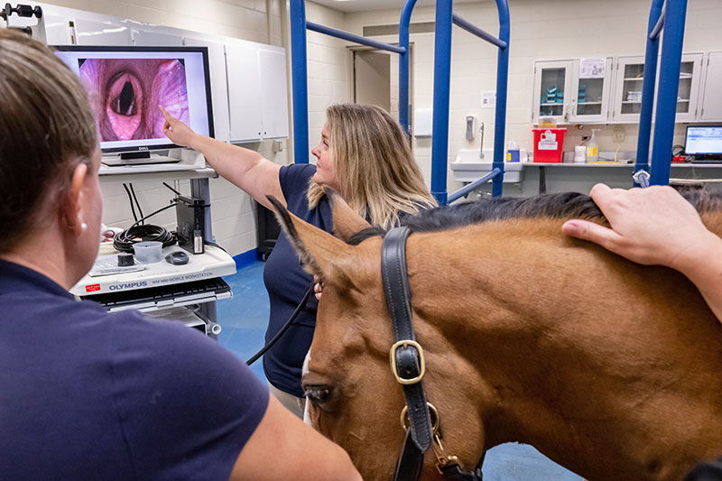 Dr. Sarah Gray performs an endoscopy on a horse