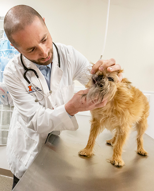 Dr. Gene Pavlovsky examines a dog's teeth.