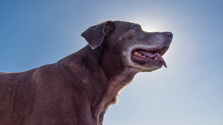 an aging dog silhouetted against the sun