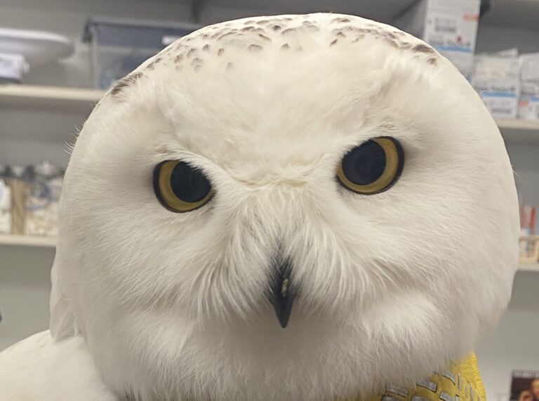 The Snowy Owl Veterinary Medicine At Illinois