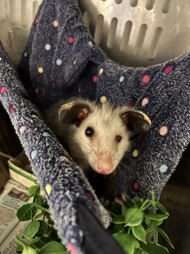 Virginia Opossum – Wildlife Illinois