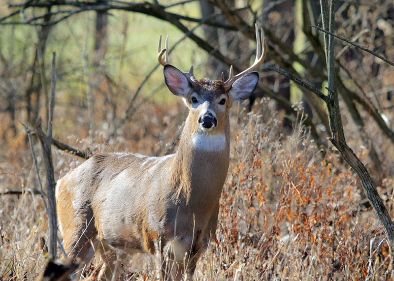 nine-point buck standing in Meadowbrook Park, Urbana, Ill.