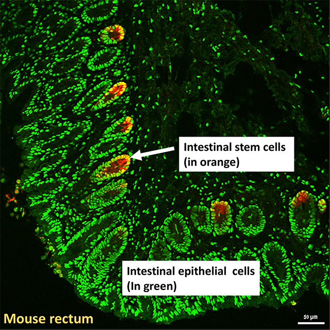 magnification of stem cells in the lining of a mouse rectum