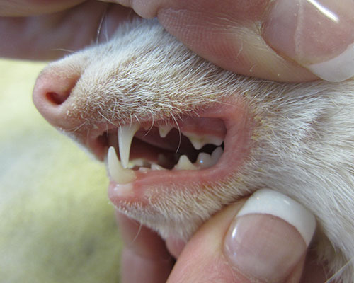 A close-up look at the normal, healthy teeth of a young ferret.