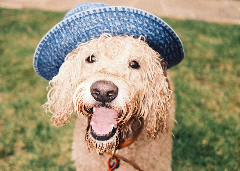 dog wearing a blue hat and smiling