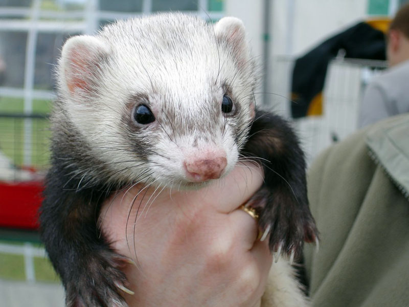 A pet ferret looking adorable while held