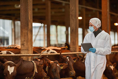 A worker in a beef cattle barn