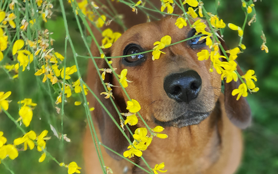 dachshund with spring flowers