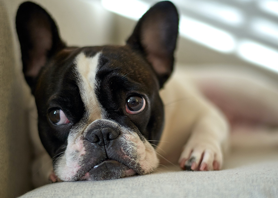 Boston terrier on a couch