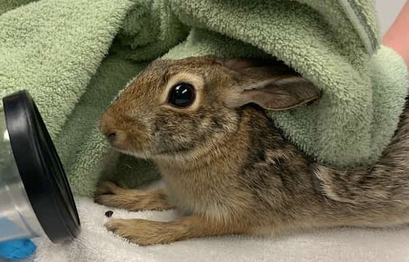 wild baby rabbits age