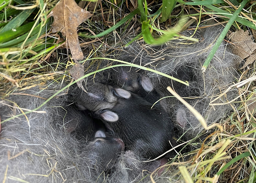 Baby bunnies in a grassy nest