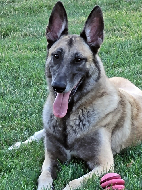 Another view of Khan resting in the grass