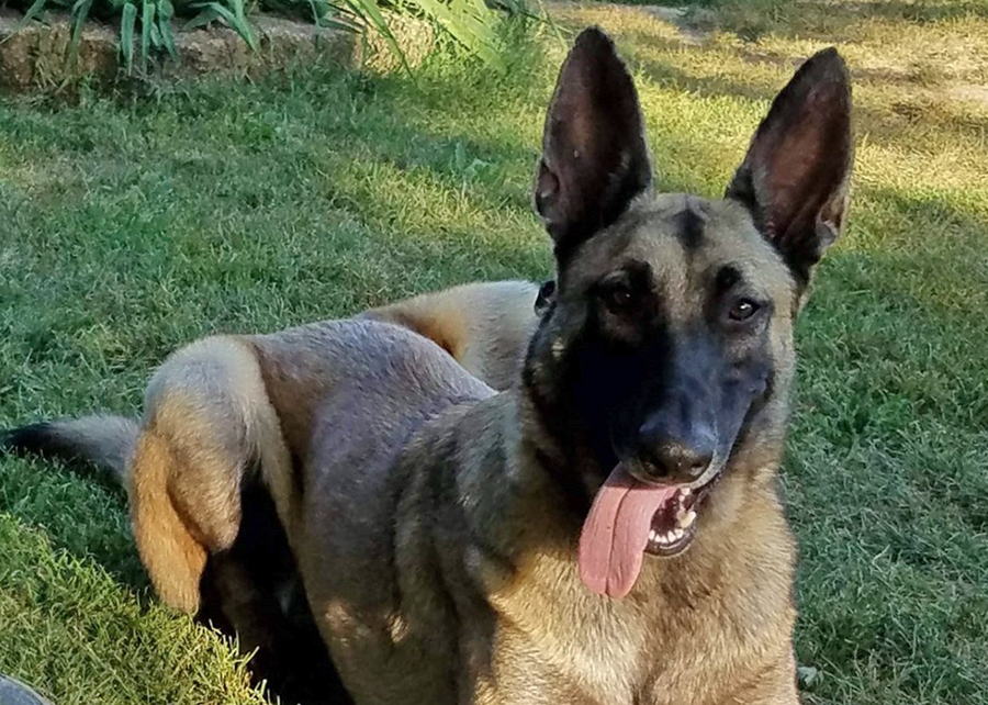 Khan, a Belgian Malinois, sitting in the grass