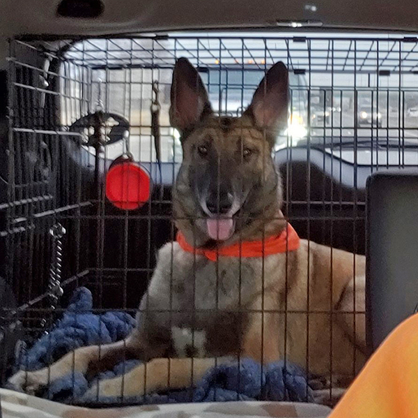 Khan in the vehicle returning from radiation treatment at the University of Illinois Veterinary Teaching Hospital.