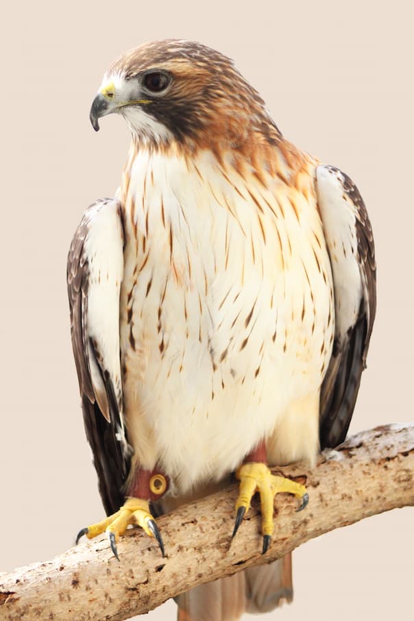 Odin the red-tailed hawk