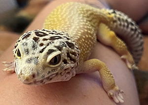 Rose Pauls' leopard gecko, Alice.