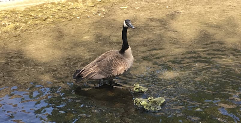 Canada goose mom and babies