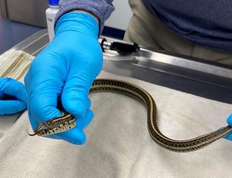 Save the Drama for your … Snake? – The most dramatic snake - Veterinary Medicine at Illinois