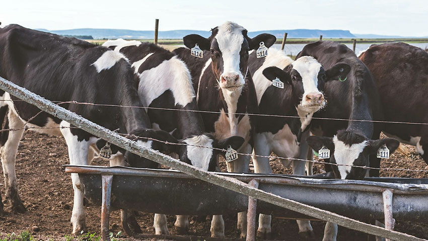 Six cows outside lined up at a water trough