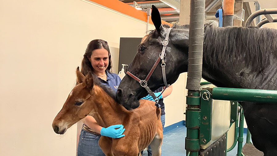 Dr. Giorgia Podico presents an orphaned foal to a nurse mare.