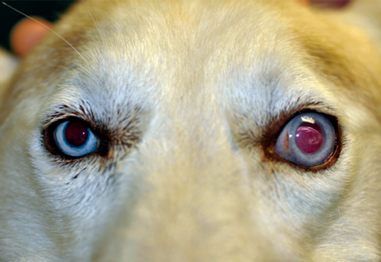 Glaucoma eye 2024 drops for dogs