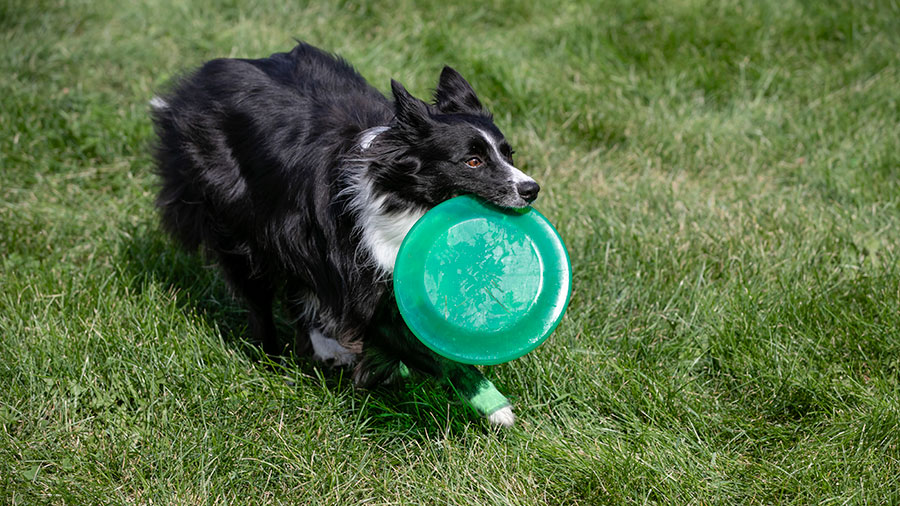 border collie running through grass with Frisbee