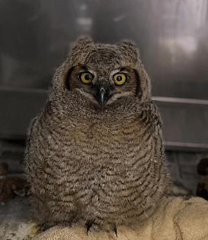 Great Horned Owl Juvenile