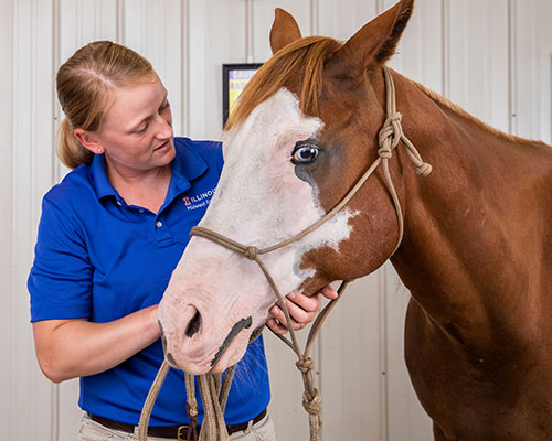 Dr. Catherine Foreman-Hesterberg at Midwest Equine clinic.