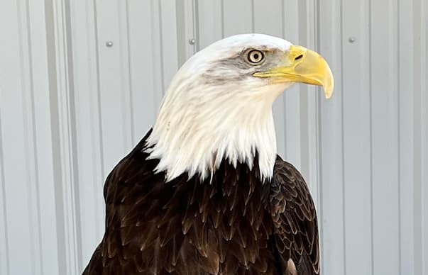 eagle head front