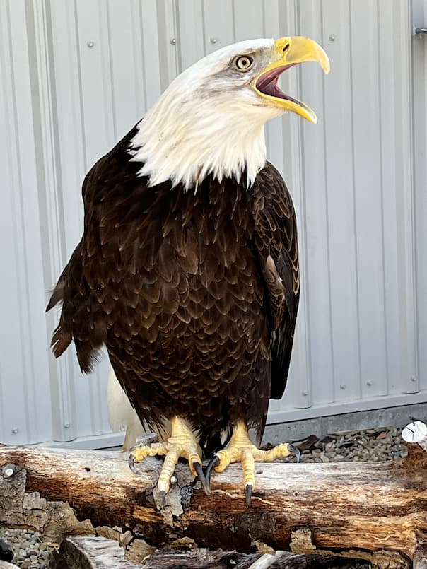 River, Bald Eagle - Veterinary Medicine at Illinois