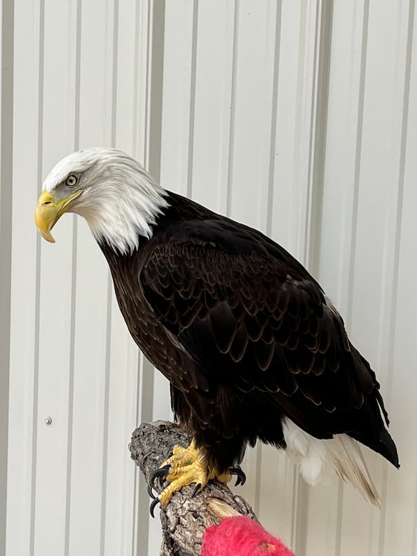 River, Bald Eagle - Veterinary Medicine at Illinois