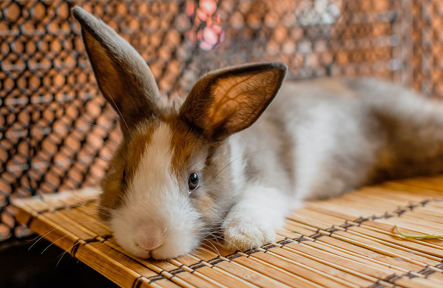 pet rabbit lying on bamboo mat