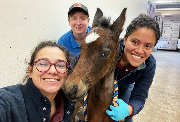Drs. Ana Nobrega, Heather McCrary, and Sandra Yucupicio with foal, Buddy.