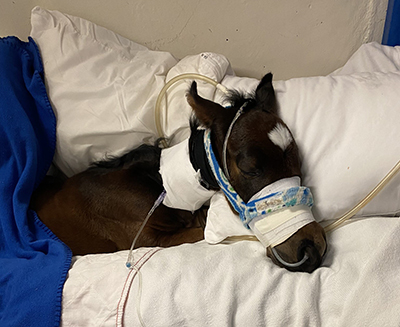 Foal, Buddy, in bed with tubes and pills.