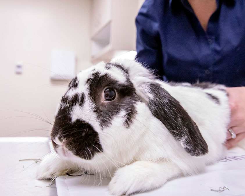 RHDV Vaccine Clinics for Rabbits Available Now - Veterinary Medicine at  Illinois