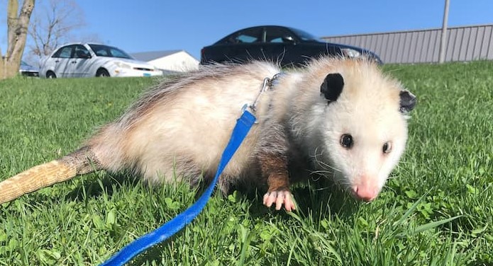 Virginia Opossum – Wildlife Illinois