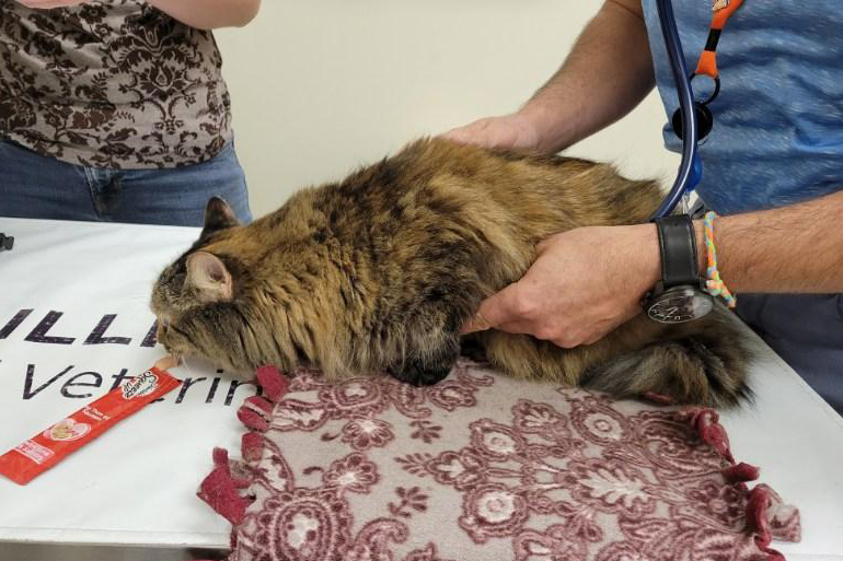 cat on exam table licks some treats from a tube