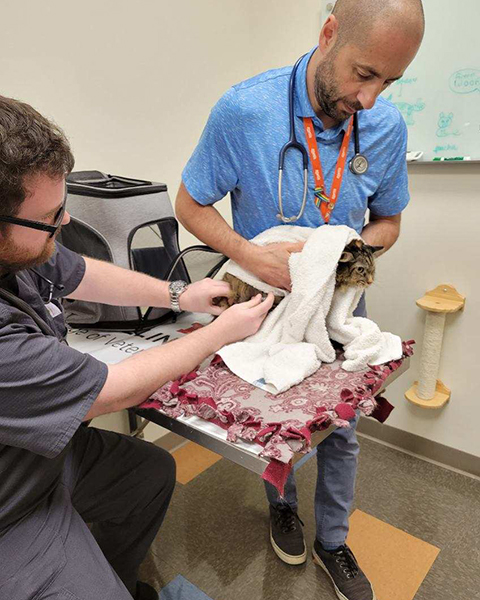 Dr. Pavlovsky holds Whisper in a towel while she gets a shot